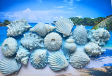 Load image into Gallery viewer, Seashells
